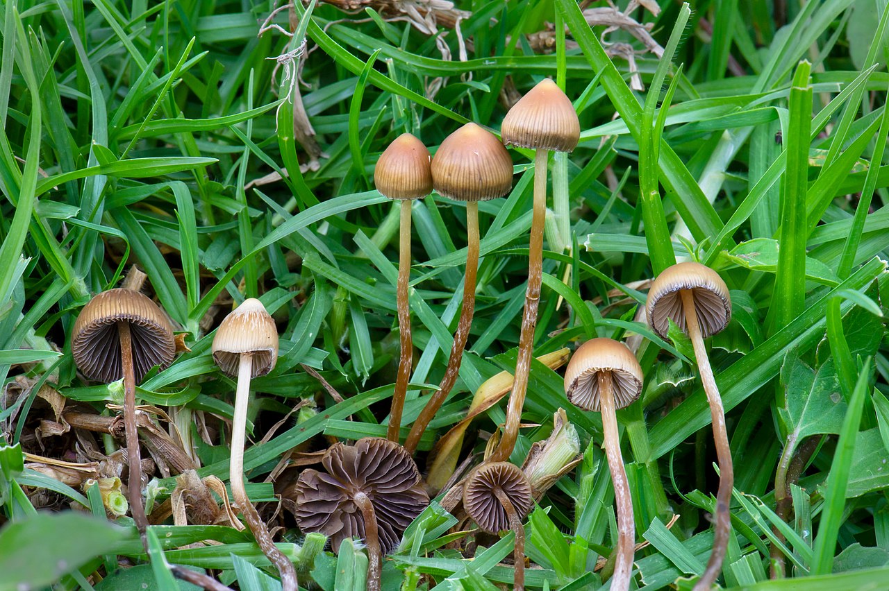 Psilocybe_mexicana_Veracruz By Alan Rockefeller - Own work, CC BY-SA 4.0 Psilocybe_mexicana_Veracruz By Alan Rockefeller - Own work, CC BY-SA 4.0