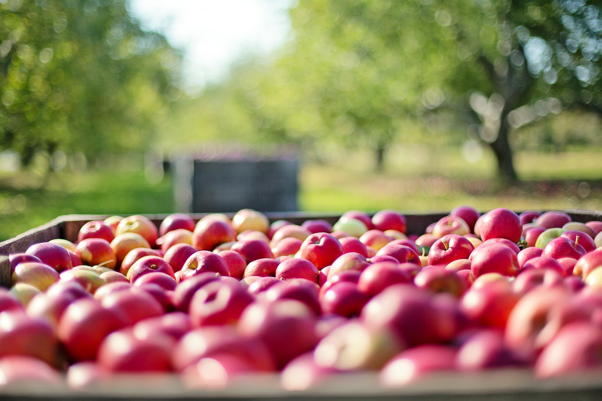 Apples picked in orchard. Photo by  Jill Wellington from Pixabay.