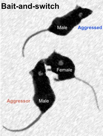 Artistic rendering of mouse bait-and-switch