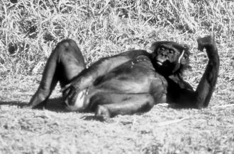 Female bonobo