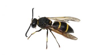 A male of the mason wasp
