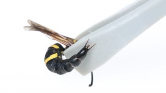The pseudo-stings of a male wasp