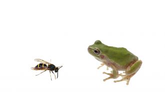 A male of the mason wasp and the tree frog