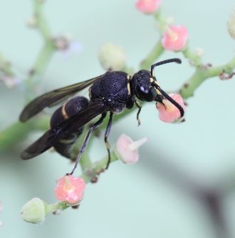 A male wasp (Anterhynchium gibbifrons)