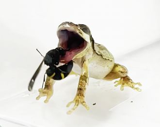 A male wasp stinging and biting a tree frog