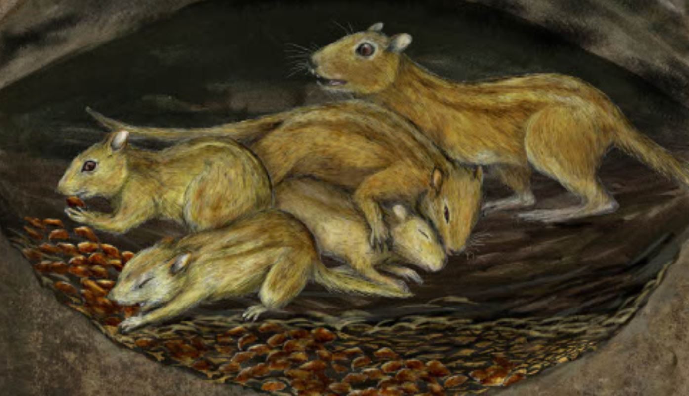 Caption: A group of subadult and adult individuals of Filikomys primaevus huddled together in their burrow while a family of duck-billed dinosaurs roams on the surface.   Artist credit: Misaki Ouchida