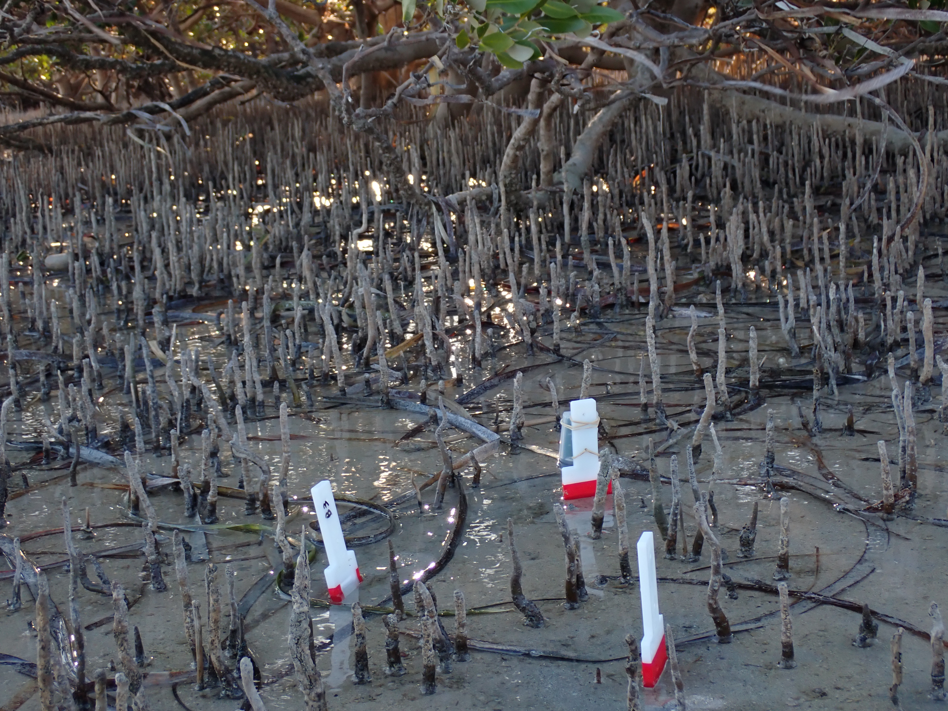 UniSA/Mangrove pneumatophores (aerial roots) with DGT probes in sediments for measuring labile metals.