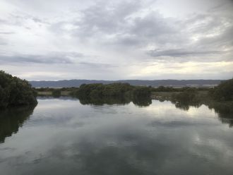Mangroves in the Upper Spencer Gulf