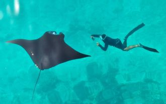 A free-diving researcher gets photo-ID of a reef manta ray