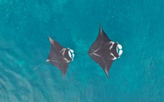 A sexually-mature male (left) shadows a sexually-mature female with mating scars