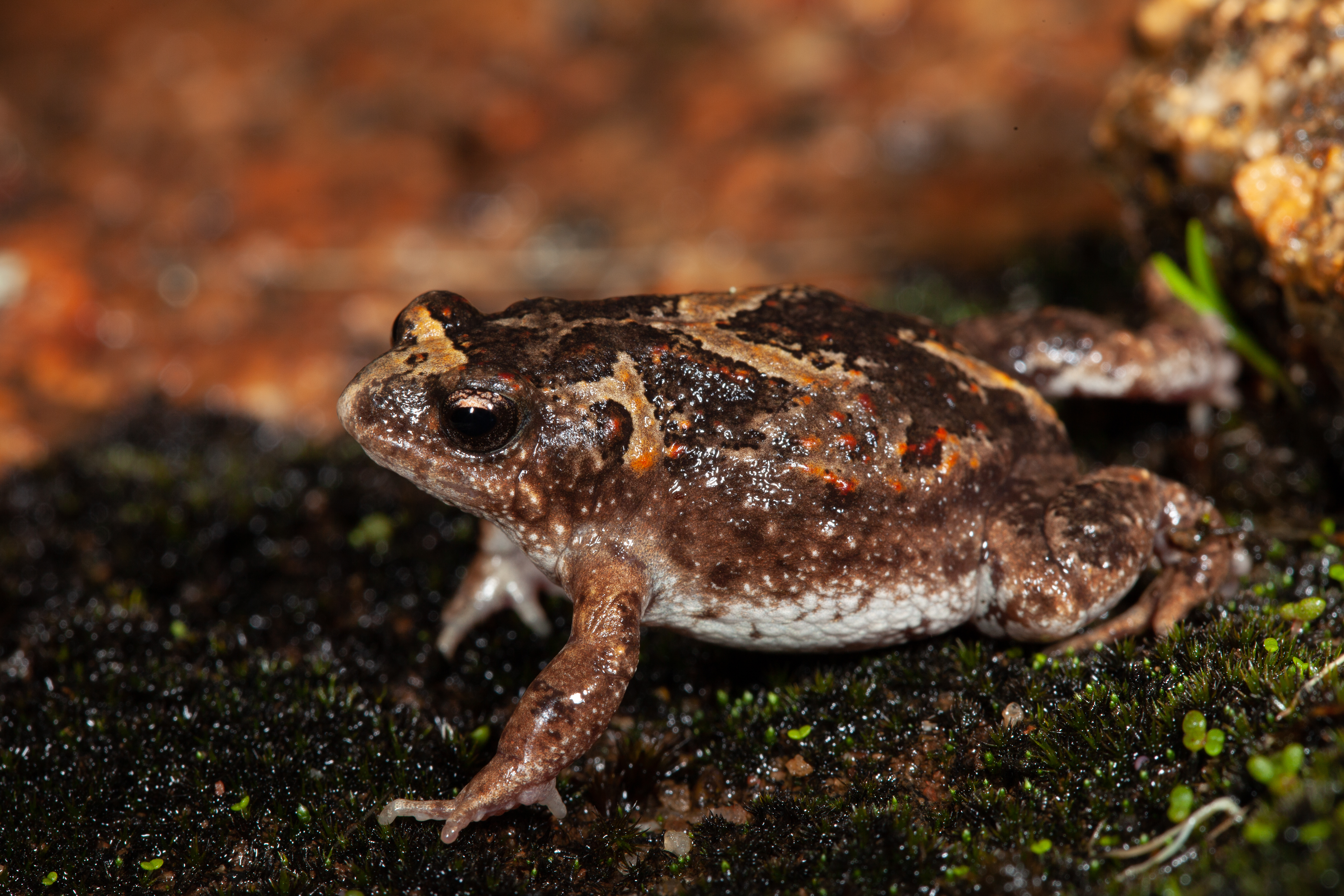 The Crawling Toadlet (Pseudophryne guentheri) was the frog which was least tolerant of human  modified habitats in the study. Photo: Stephen Mahony