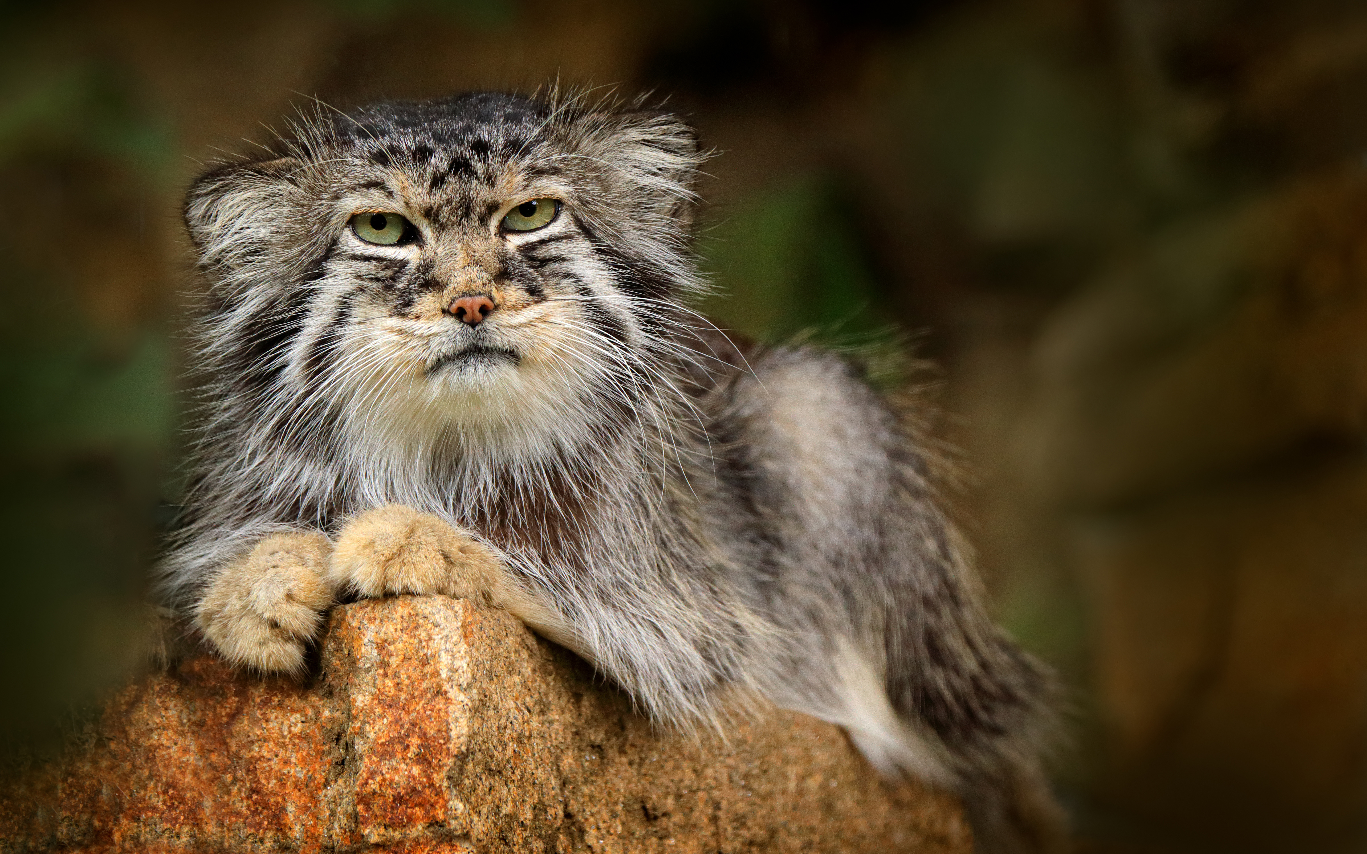 Pallas's cat (Octolobus manul). Image: Ondrej Prosicky