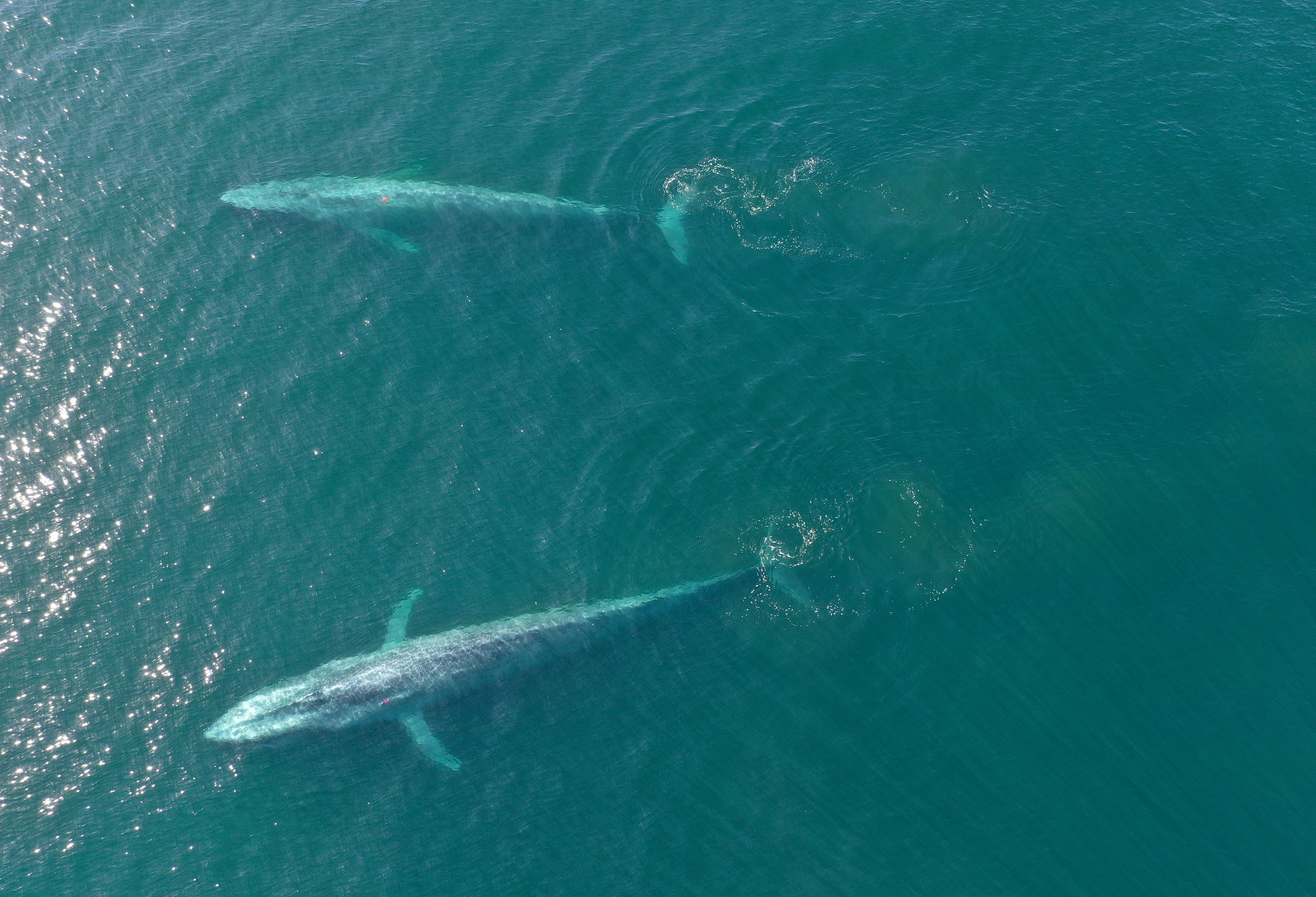 Two tagged blue whales swim in Monterey Bay during 2016. Credit: Elliott Hazen, Southwest Fisheries Science Center, NOAA