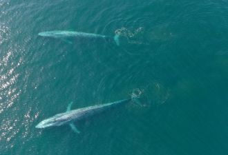 Two tagged blue whales swim in Monterey Bay during 2016