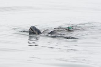 A tagged female leatherback turtle