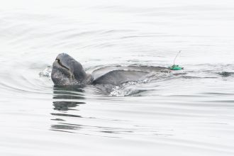 A tagged female leatherback turtle takes a breath
