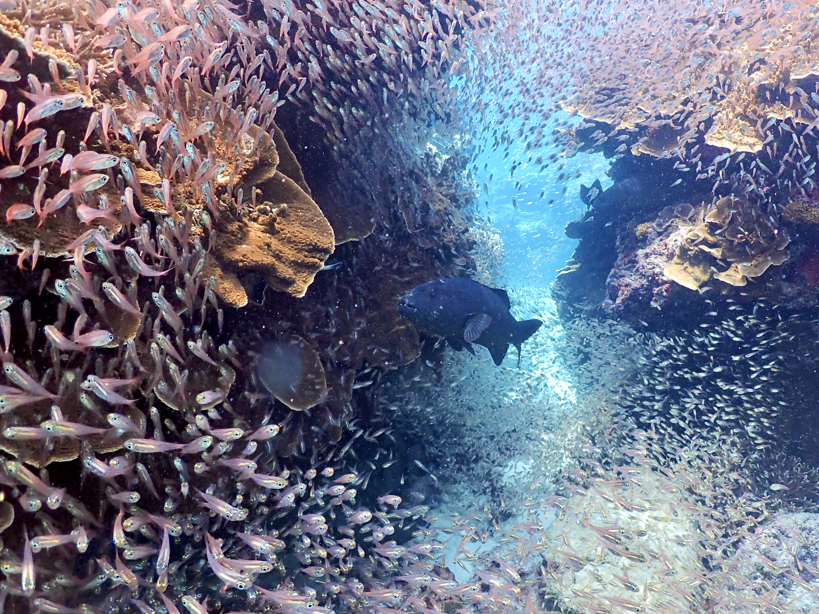 Diverse fish species. Credit Andrew Olds.