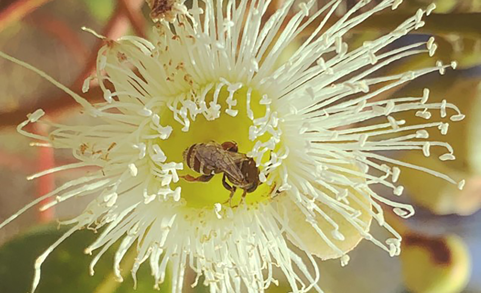 A native bee visits a Marri tree in WA’s South West (credit Kit Prendergast)