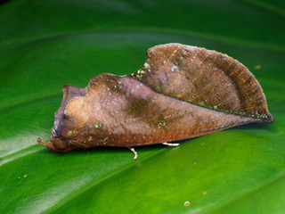Master of disguise: the fruit-sucking moth (Eudocima aurantia) in its resting position. Credit: Bridgette Gower, Aussie Macro Photos 