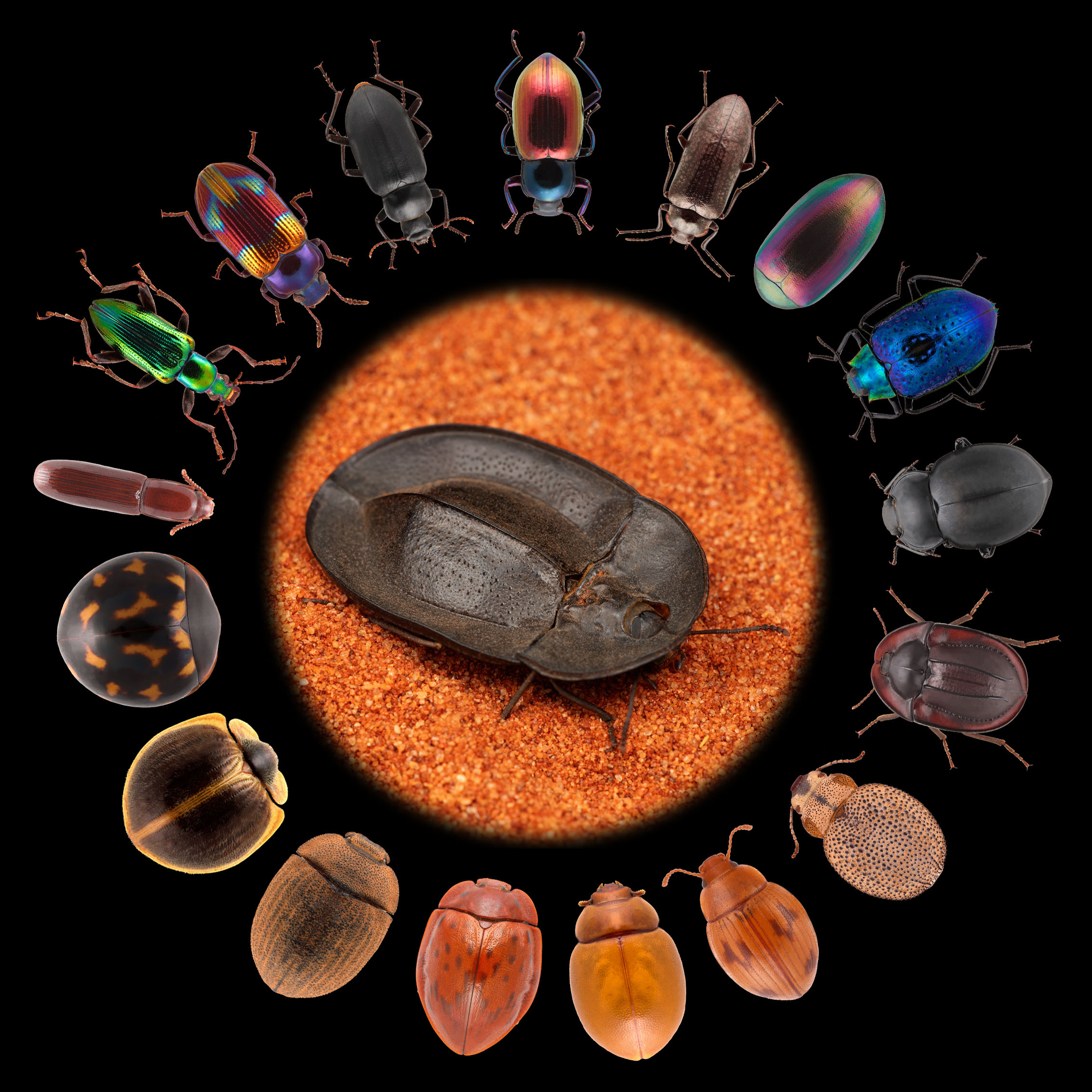 Thanks to "quantum evolution", darkling beetles have evolved into a spectacular array of different body shapes that we see today. Image: Dr Yun (Living) Li/ANU