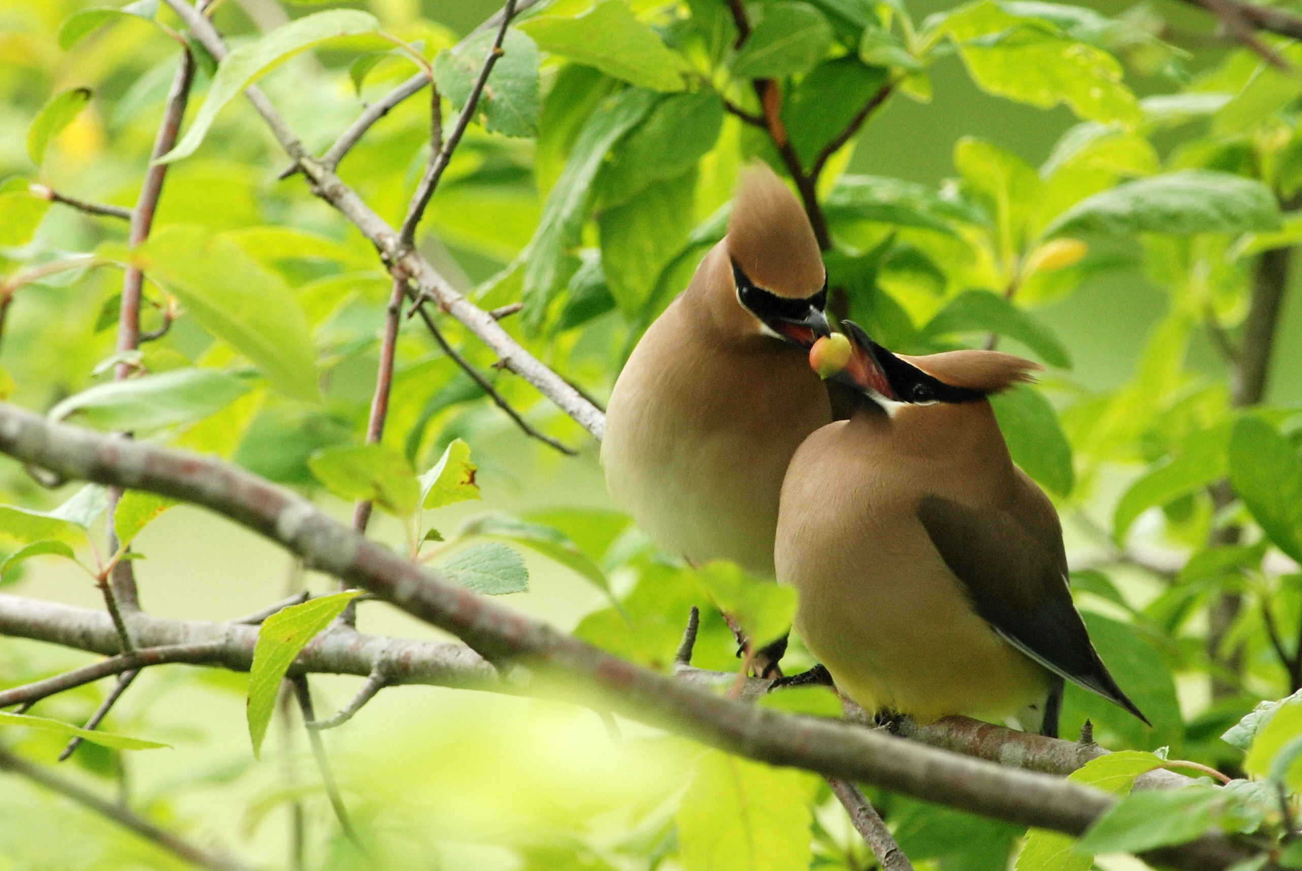 Cedar waxwings (Bombycilla cedrorum) Credit: Minette Layne from Seattle, Washington, CC BY-SA 2.0 <https://creativecommons.org/licenses/by-sa/2.0>, via Wikimedia Commons
