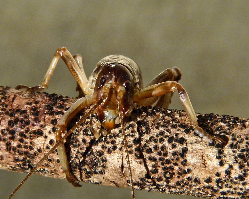 Image by Sid Mosdell via Flickr 