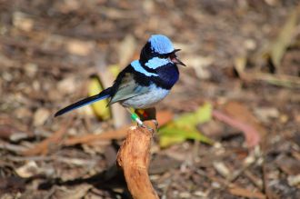 Male superb fairy-wren 