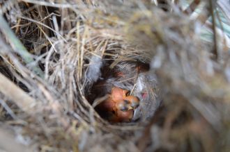 Fairy-wren nest 