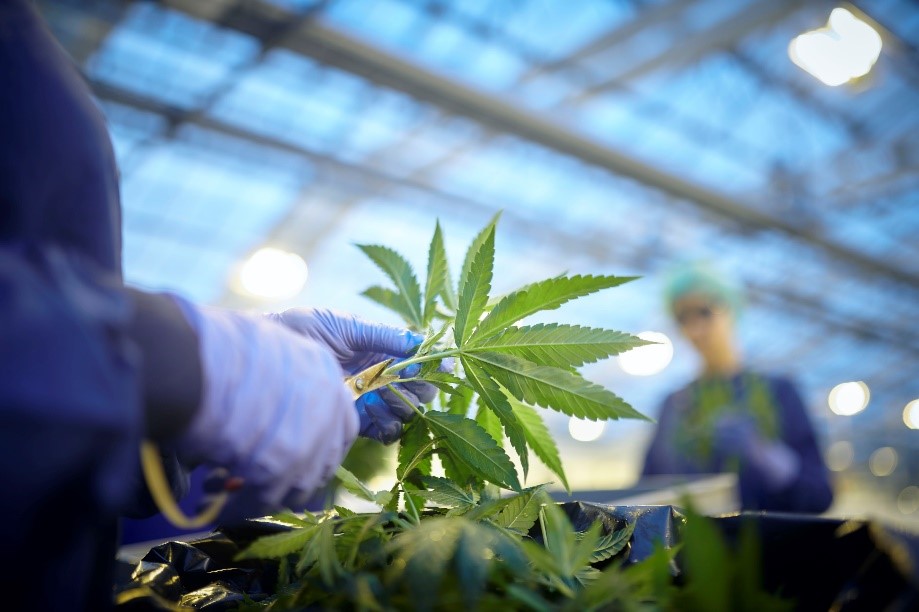 Cultivation facility of Little Green Pharma. Credit: Ard Jongsma (https://stillwords.com/) and owned by Little Green Pharma Denmark, CC-BY 4.0 (https://creativecommons.org/licenses/by/4.0/)