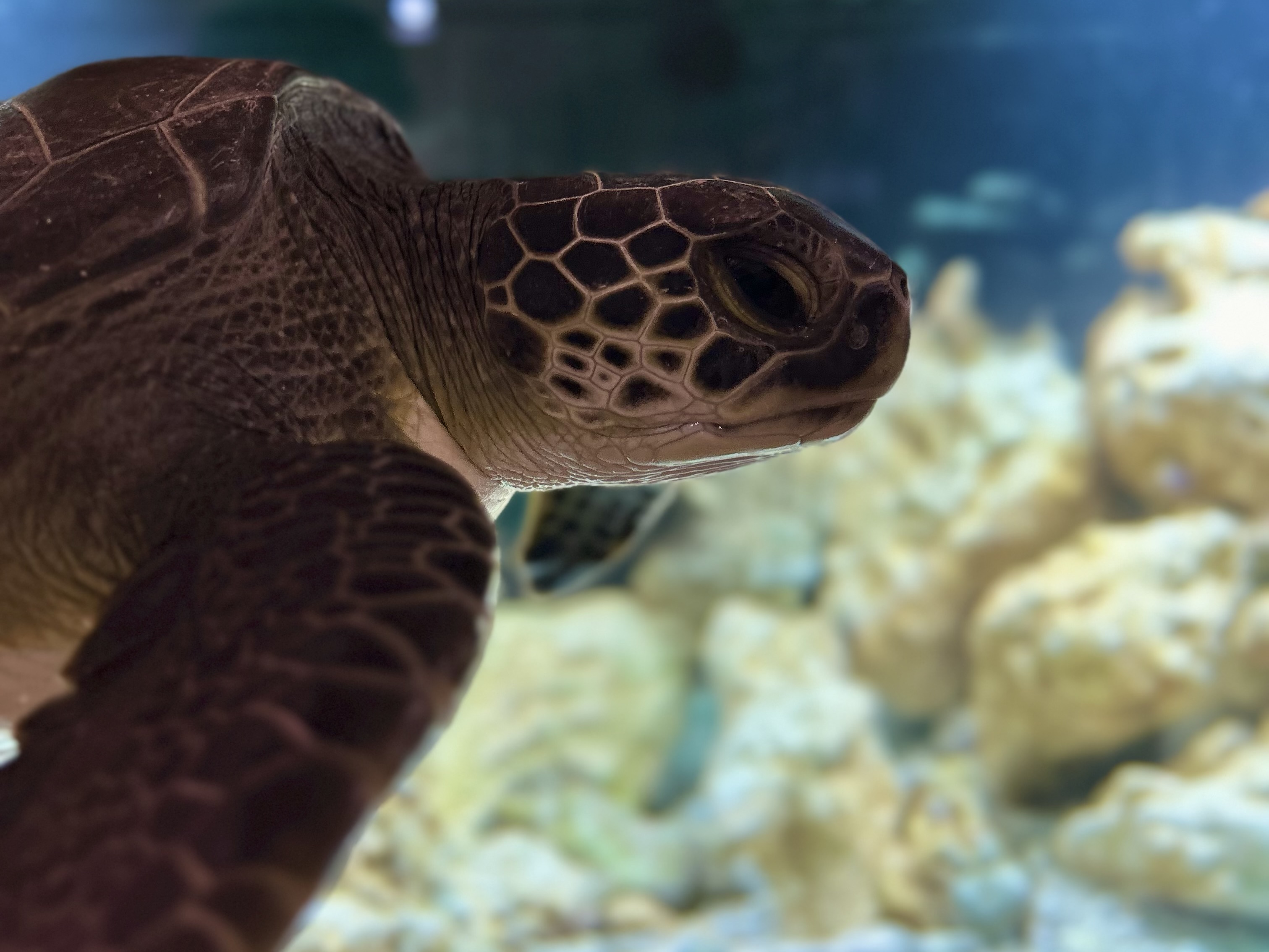 Piero Carlino, Sea Turtle Research, Rescue and Rehabilitation Center, Natural History Museum of Salento (MSNS)