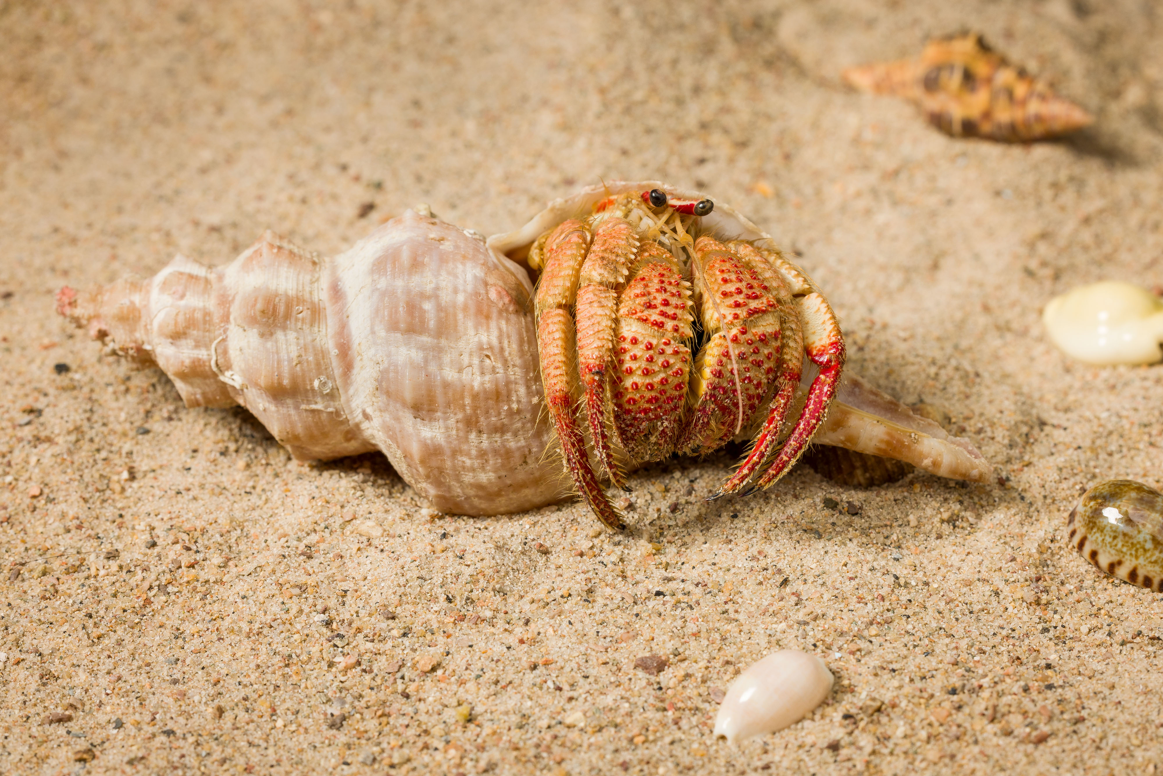 Strawberry Claws Hermit