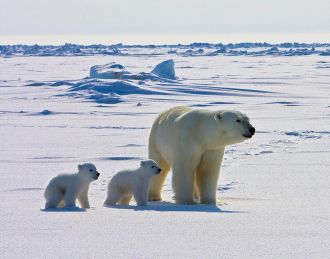 Female polar bear with cubs
