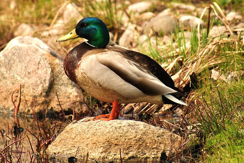 Mallard_duck_03-05-2010 By Letartean - Own work, CC BY 3.0