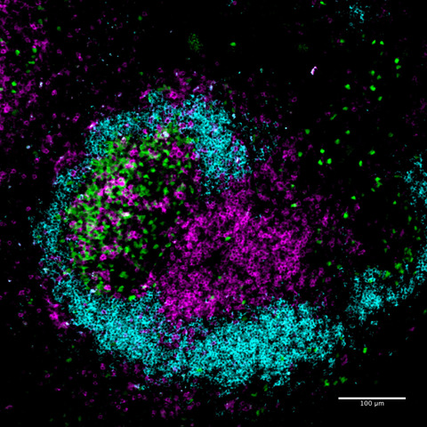 Microscopy image showing cells investigated in this study. 