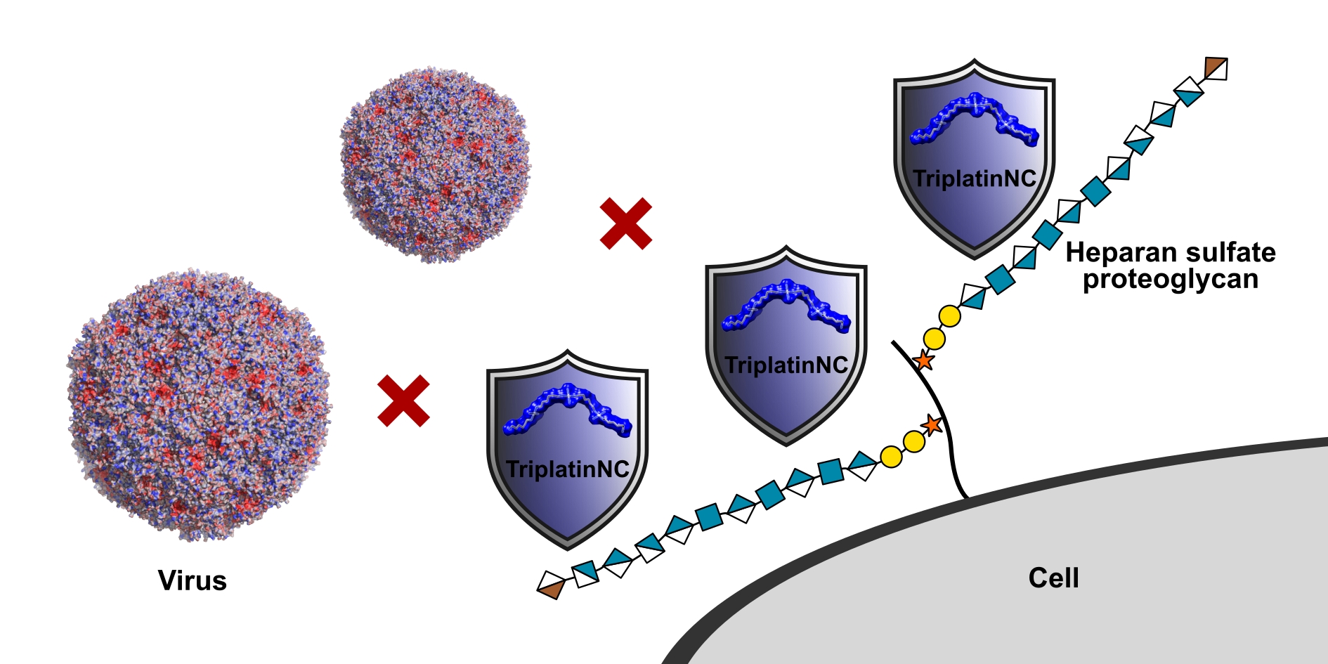 TriplatinNC, represented in blue, binds to cell-surface receptors to shield cells from virus infection (here two enterovirus 71 particles, represented on the left). Image credit: Benjamin Bailly