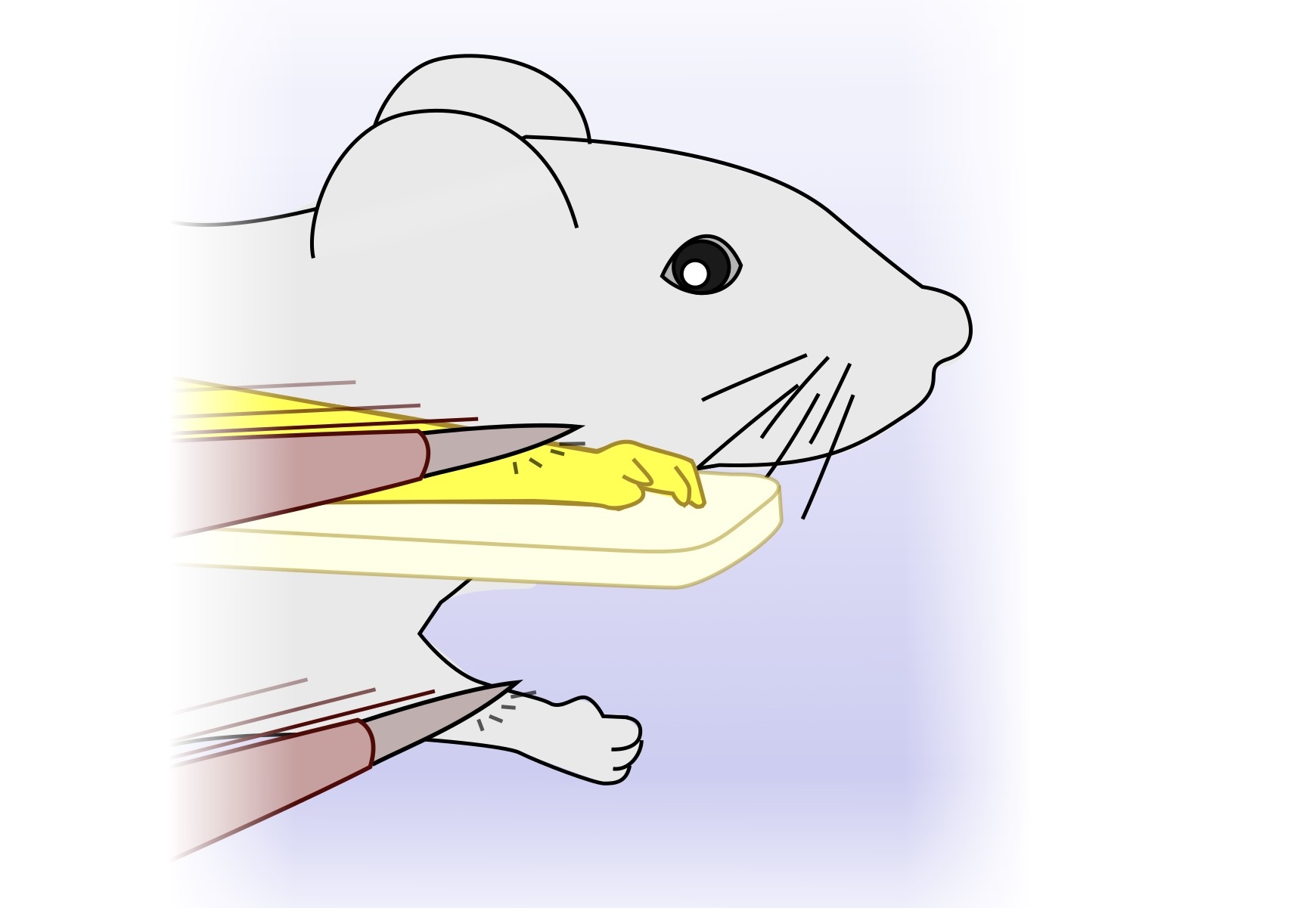 The rubber-hand illusion was translated to the mouse model. Just like in humans, embodiment in mice can be achieved by brushing the real forelimb of the mouse and the artificial limb (yellow) in synchrony to generate matching visual and touch percepts. CREDIT: Luc Estebanez (CC-BY 4.0, https://creativecommons.org/licenses/by/4.0/)