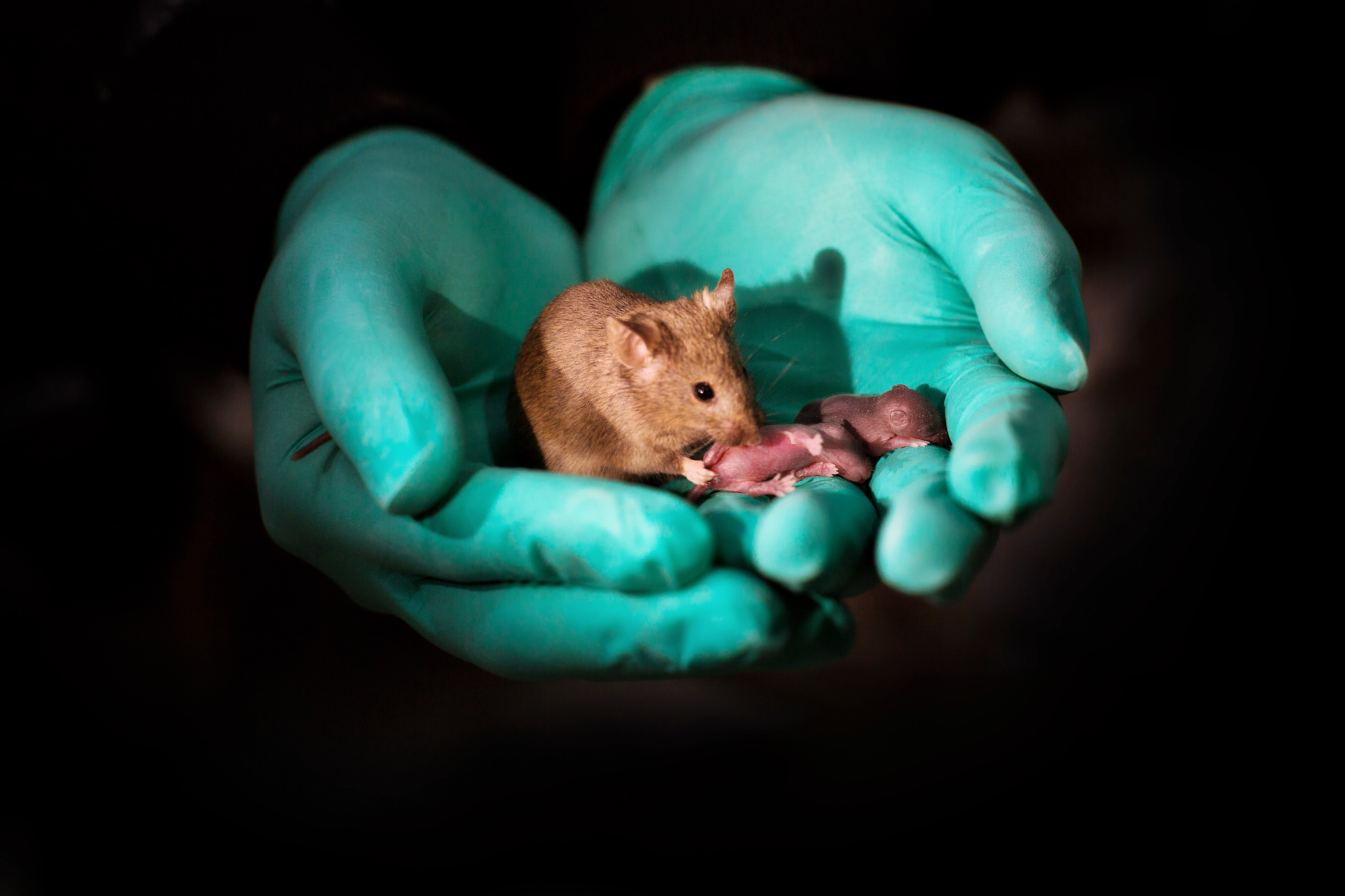 This image shows a healthy adult bimaternal mouse (born to two mothers) with offspring of her own 1 CREDIT Leyun Wang