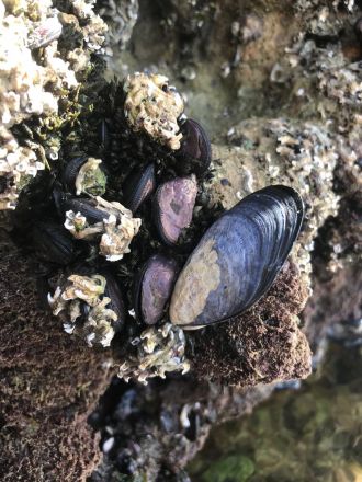 mussels 