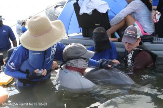 Exhaled breath is collected from a wild bottlenose dolphin