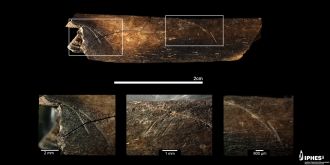 Rib of a small animal with cut marks