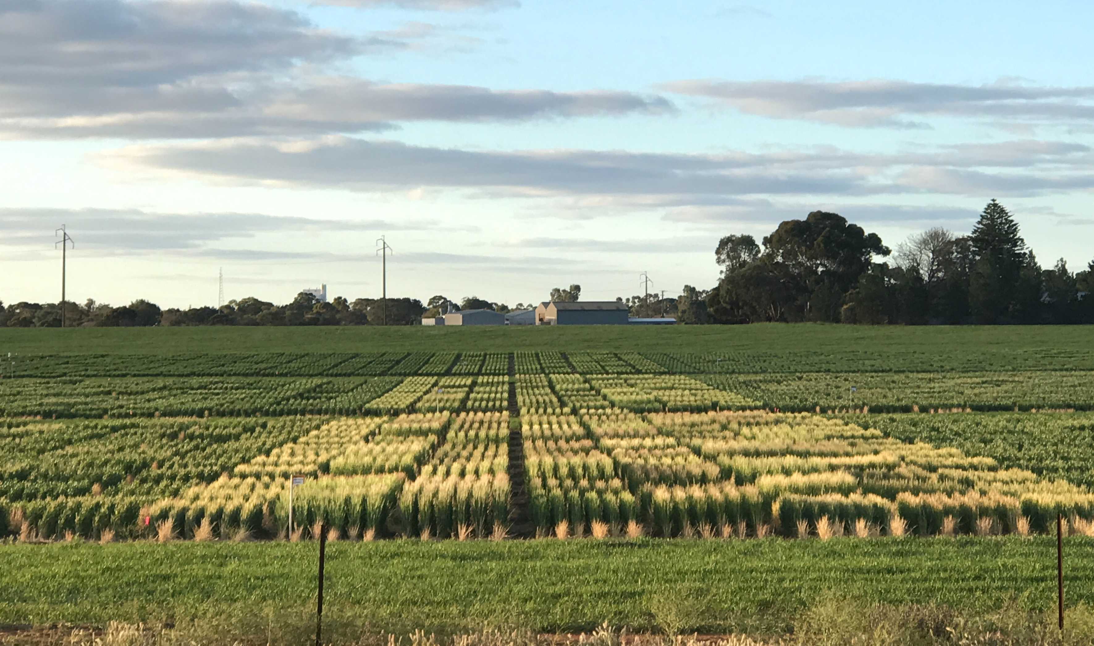 Image illustrating the general appearance of the frost nursery including different experiments and multiple times of sowing in Loxton, South Australia