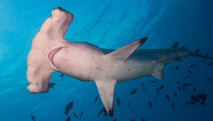 Scalloped Hammerhead Shark Sphyrna Lewini - credit NOAA / Wikimedia Creative Commons 4.0