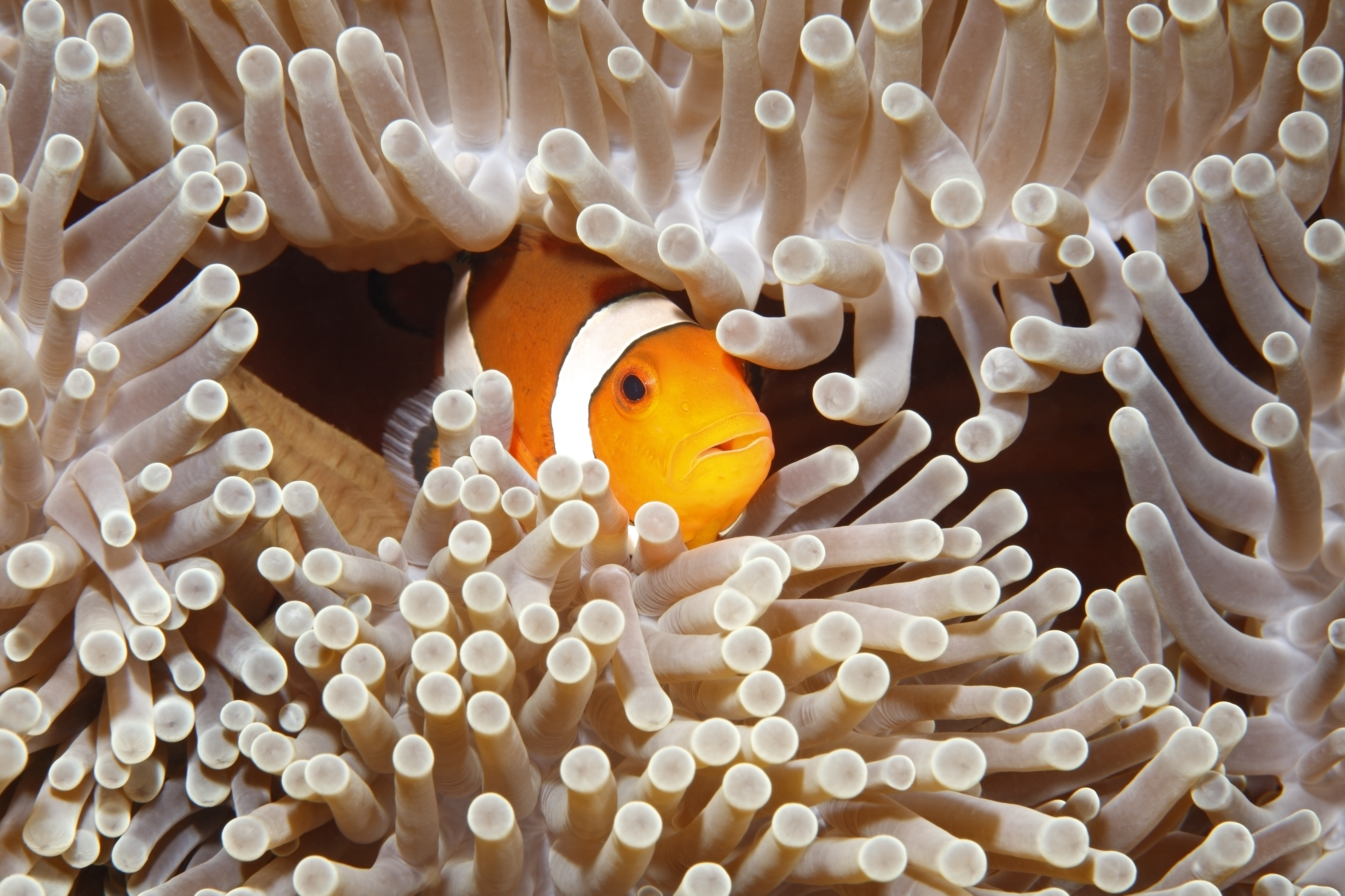An anemonefish sheltering among the tentacles of its sea anemone. Credit: cbpix/Shutterstock