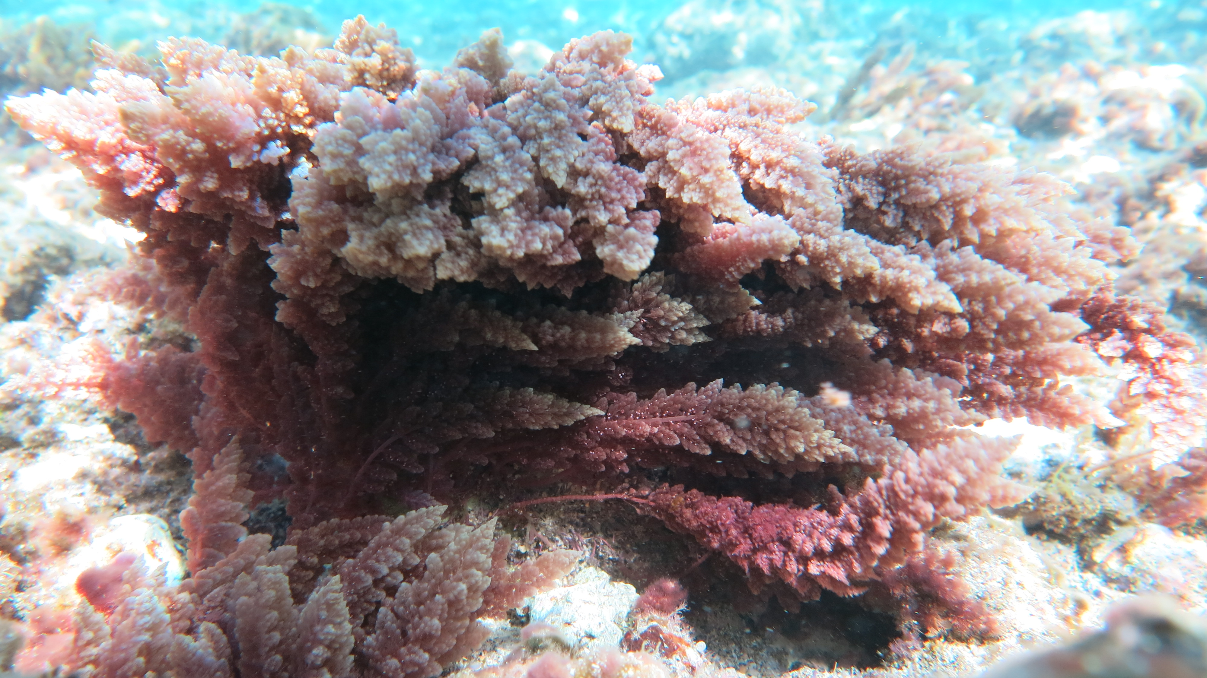 https://commons.wikimedia.org/wiki/File:Asparagopsis_taxiformis_R%C3%A9union.JPG