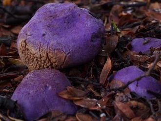 Gallacea scleroderma