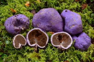Gallacea scleroderma, Warmakariri Valley Track, Arthur's Pass