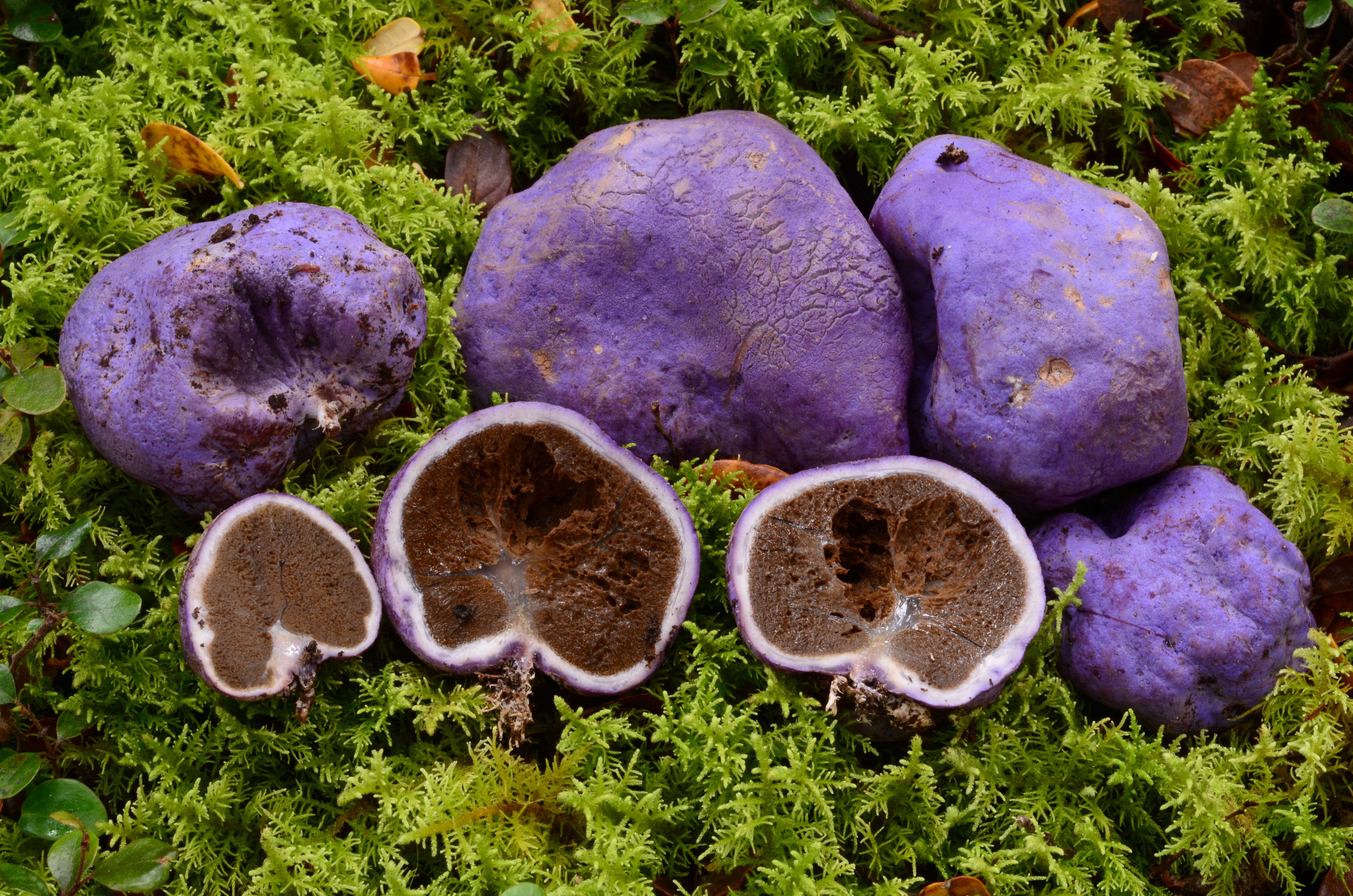 Gallacea scleroderma - Noah Siegel, Arthur's Pass