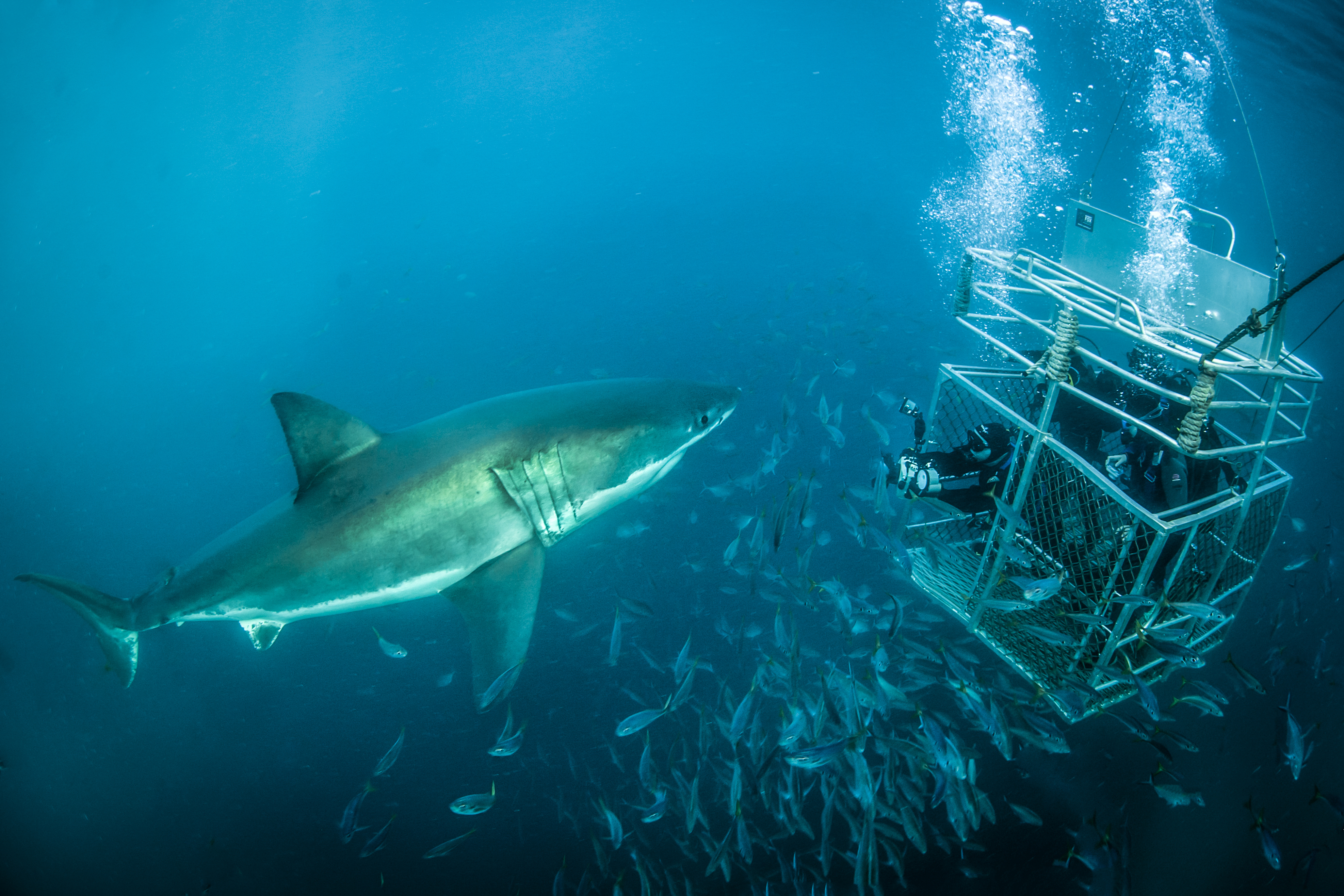 Andrew Fox / Rodney Fox Shark Expeditions