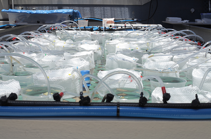 Coral tank experiments at the National Marine Science Centre, Southern Cross University, were used to validate model-simulated outputs_credit Sophia Ellis of Southern Cross University