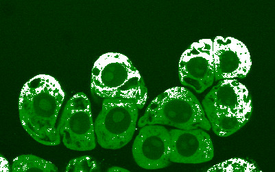 The production and diffusion of nitric oxide (NO) (white) in the cytoplasm (green) of clusters of conifer cells one hour after mechanical agitation.jpg